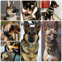 Tactical Nylon Dog Collar for Large Breeds
